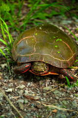 A detailed close-up of a turtle relaxing on a trail among natural greenery, showcasing its intricate shell design and vibrant colors.