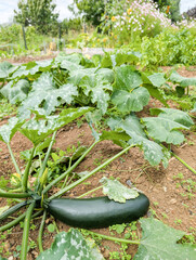 Zucchini with mushrooms on the leaves