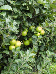 Apple tree in a municipal orchard