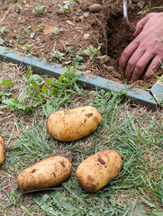 Picking potatoes in a municipal garden