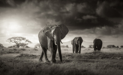 Elephant of Amboseli Print
