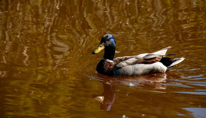 A male mallard duck gracefully glides across a reflective pond. The shimmering water enhances the scene's tranquility and showcases the vibrant plumage of the bird.