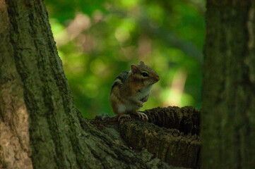 A cute chipmunk sits on a tree trunk, surrounded by vibrant green foliage. Perfect portrayal of wildlife in its natural woodland habitat, highlighting the charm of outdoor nature photography.