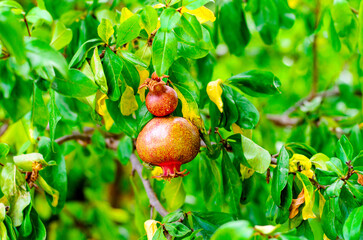 Cluster of young green pomegranates growing on branch with fresh leaves in vibrant orchard setting