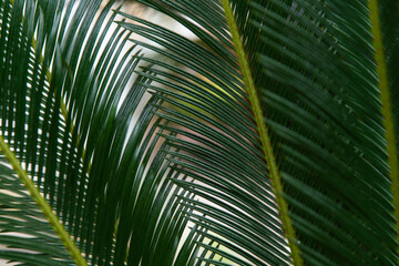 leaves of sago palm