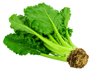 “Chinese Kale Vegetable with Roots, Isolated on Transparent Background”.