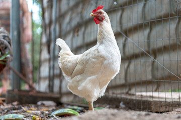 A beautiful white chicken is pictured in its natural environment at a farm. This image is ideal for concepts related to organic egg production, livestock farming, and rural country life.

