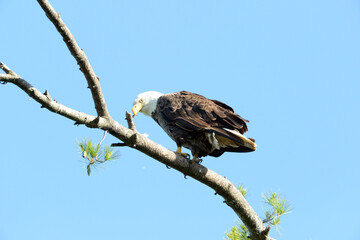 white tailed eagle