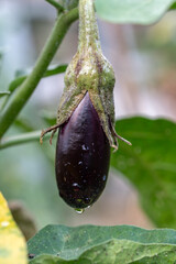 A small, young purple eggplant (aubergine) with fresh water droplets hanging from the plant in a garden after the rain. A beautiful close-up of an organic vegetable growing naturally.

