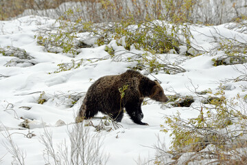Obraz premium Bear in the snow