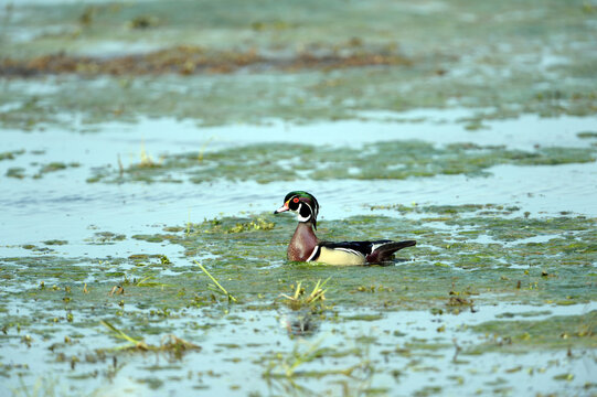 Wood Duck in spring time