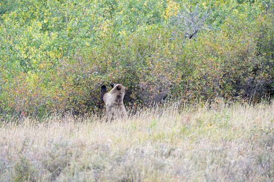 Bear picking berries