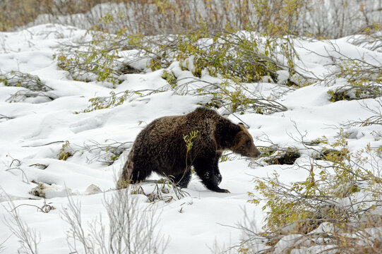 Bear in the snow