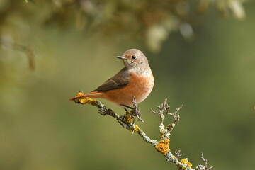 colirrojo real en otoño en el bosque