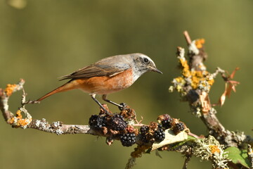 colirrojo real en otoño en el bosque
