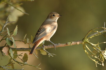 colirrojo real en otoño en el bosque