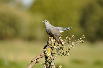 Fototapeta premium cuco en primavera en el campo