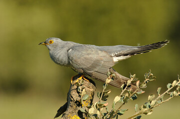 cuco en primavera en el campo