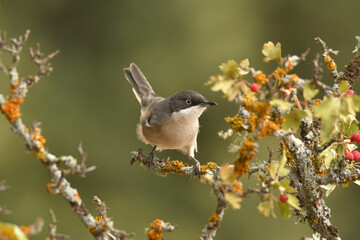 curruca mirlona en otoño
