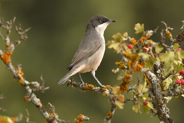 curruca mirlona en otoño