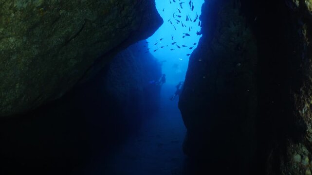 pempheris fish hiding in caves underwater