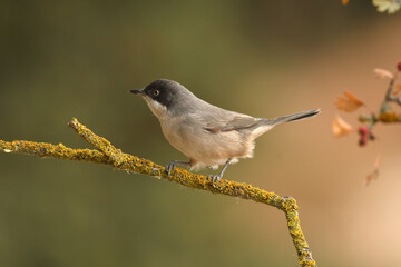 curruca mirlona en otoño
