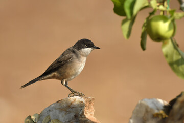 curruca mirlona en otoño