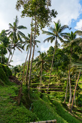 Fototapeta premium Rice fields on the island of Bali Jatiluwih