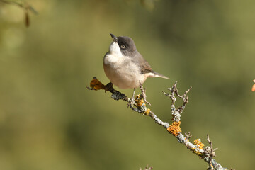 curruca mirlona en otoño