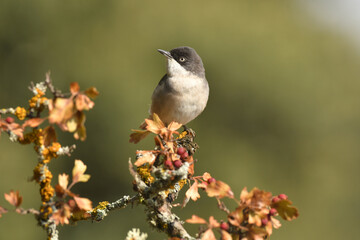 curruca mirlona en otoño