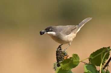 curruca mirlona en otoño