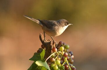 curruca mirlona en otoño