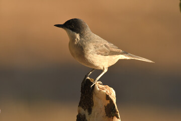 curruca mirlona en otoño