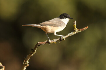 curruca mirlona en otoño