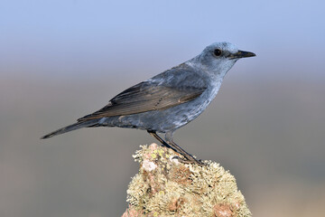 roquero solitario en el campo