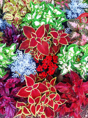 Floral background. Natural flowers of various intense colors. Christmas flowers full frame.