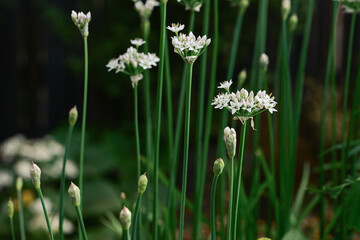 white onion flowers in bloom on long green stems in garden