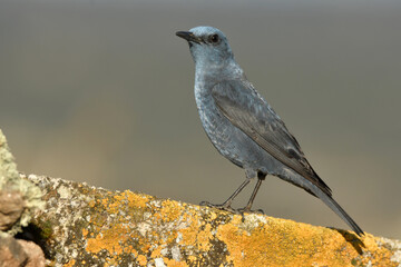 roquero solitario en el campo
