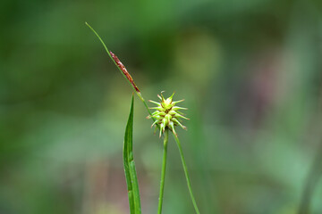 Hedgehog grass, Carex flava