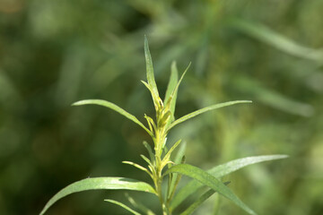 Foliage of Tarragon, Artemisia dracunculus