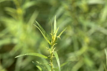 Foliage of Tarragon, Artemisia dracunculus