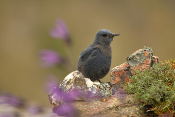 roquero solitario en el campo