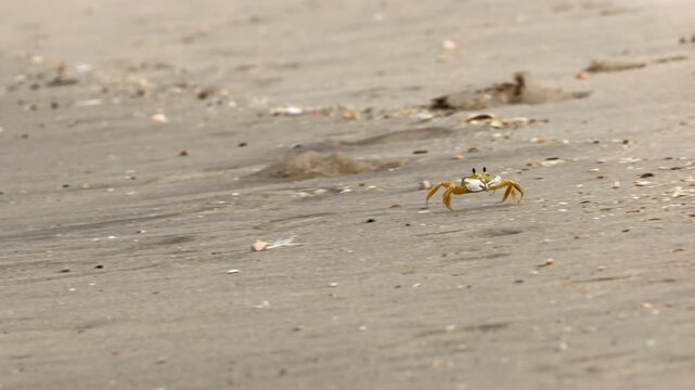 Crab scurrying across the sand