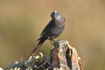 roquero solitario en el campo