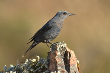 roquero solitario en el campo