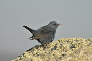 roquero solitario en el campo