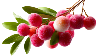 Fresh Lychee Fruit Clusters with Green Leaves on White Background
