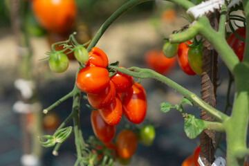 ripe red cherry tomatoes growing on the vine, a cluster of fresh vegetables ripening in a sunny summer garden with a blurred background. concept of farming, organic food, healthy eating