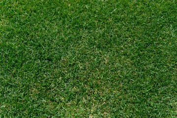 Fresh lawn grass texture, a detailed close up of a bright green meadow surface with a healthy and...