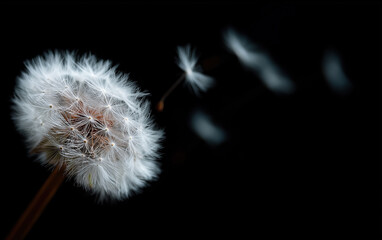 Delicate dandelion seeds floating gracefully through air against dark dramatic background.